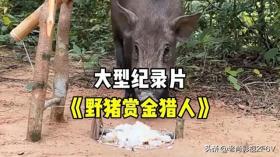 赏金猎人出没，野猪何去何从？