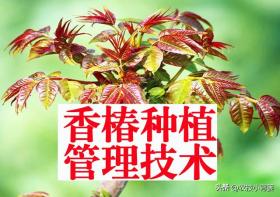 香椿种植全攻略，从播种育苗到管理采收详解